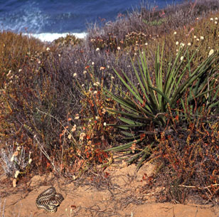 picture frin torry pines
